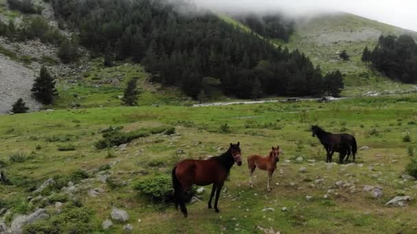 Les chevaux foncés avec des poulains paissent sur une prairie verte dans une gorge de montagne par temps nuageux. Vue aérienne — Video