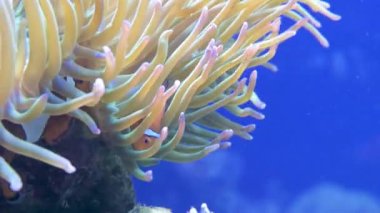 Erkek ve dişi palyaço balığı, anemon balığı Amphiprion ocellaris, anemonların dokunaçları arasında yüzer. Balık ve anemonların ortak yaşamı.