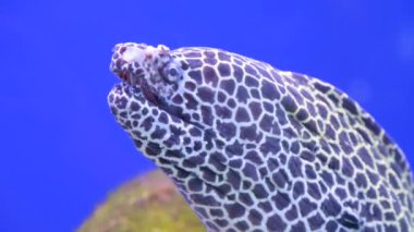 Leopar moray eel Gymnothorax favagineus mavi arka planda bir akvaryumda. Nesli tükenmekte olan nadir balıklar