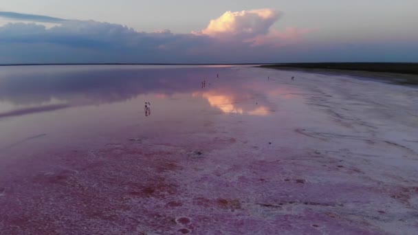 Lac salé rose au coucher du soleil. Vue aérienne — Video