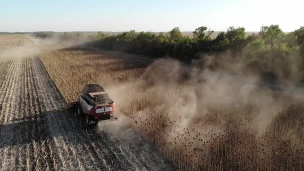 Vista aérea de varias cosechadoras en un campo de girasoles. Cosecha de semillas de girasol para la producción de aceite de girasol — Vídeos de Stock