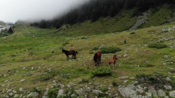 Caballos oscuros con potros pastan en un prado verde en un barranco de montaña en tiempo nublado. Vista aérea — Vídeo de stock