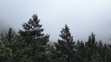 Kafkas Dağları 'nın alçak bulutlarla kaplı dik yamaçlarının ve tepelerinin çarpıcı hava manzarası. Ağaçların arasındaki ormanda İHA uçuşu. Kafkasya 'daki turizm merkezleri ve rotaları.