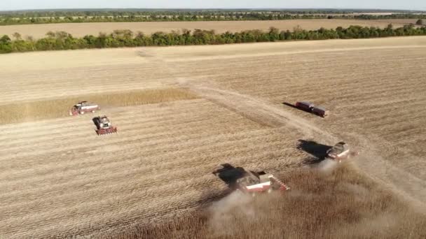 空中俯瞰式拖拉机收割机在田里采摘向日葵.种子和葵花籽油的生产 — 图库视频影像
