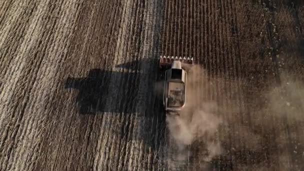 Aerial top view tractor harvester performs sunflower harvesting on the field. Production of seeds and sunflower oil — Stock Video