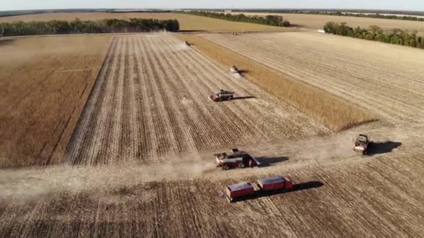 Traktorerntemaschine von oben führt Sonnenblumenernte auf dem Feld durch. Produktion von Samen und Sonnenblumenöl — Stockvideo