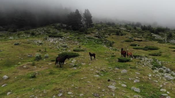 Caballos oscuros con potros pastan en un prado verde en un barranco de montaña en tiempo nublado. Vista aérea — Vídeo de stock