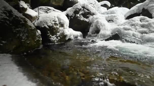 Primo piano di un backwater di un fiume di montagna che scorre in una foresta di conifere. Pietre congelate nella neve e nel ghiaccio. movimento laterale scorrevole. Ampio angolo — Video Stock