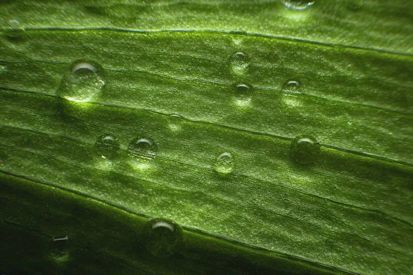 Primer plano extremo de hojas verdes frescas con gotas de rocío como fondo. Macro estructura de fondo de hoja verde con gotas de agua en poca profundidad de campo — Foto de Stock