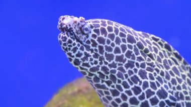 Leopar moray eel Gymnothorax favagineus mavi arka planda bir akvaryumda. Nesli tükenmekte olan nadir balıklar