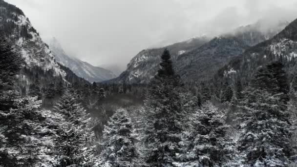 Kış ormanı Hava manzaralı. Kamera, ağaçların tepelerinden karlı dağlara doğru uçuyor. Kışın dağlık bölgede alçak uçuş manzarası. karla kaplı ağaçlar — Stok video