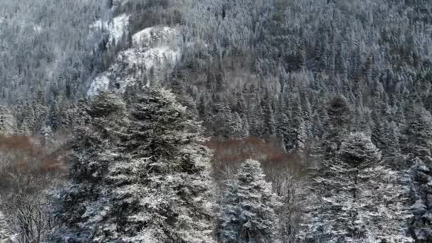 冬の森。エアビュー。カメラは雪に飛ぶ帽をかぶった山々右の木々を介して。冬は山岳地帯のパノラマで低飛行。雪に覆われた木 — ストック動画