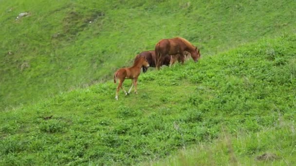 Egy kis barna csikó körülvéve csordájával és anyjával egy zöld hegyi legelőn a hegyekben. — Stock videók