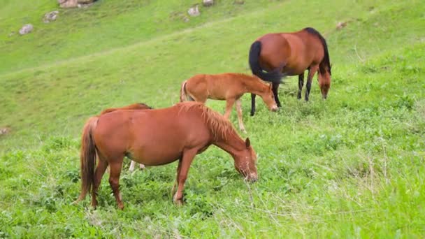 小さな野生の馬の群れは、山間部の緑の草で牧草地に放牧されています。牧草地での子馬と大人の馬 — ストック動画