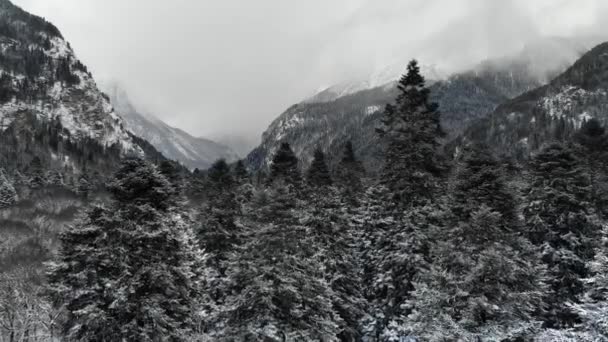 Vista aérea de árvores cobertas de neve e floresta de coníferas na temporada de inverno em um dia nublado. Linda floresta de pinheiros nevados no inverno, imagens de drones. Vista: .Floresta nevada e montanha — Vídeo de Stock