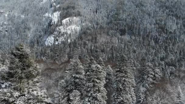 Вид з повітря на снігові покриті дерева і хвойні ліси в зимовий сезон в похмурий день. Красиві снігові соснові ліси взимку, безпілотні кадри. Вид: .Сніговий ліс і гора — стокове відео