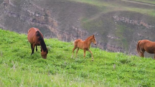 Un petit poulain brun entouré par son troupeau et sa mère cheval sur un pâturage verdoyant dans les montagnes — Video