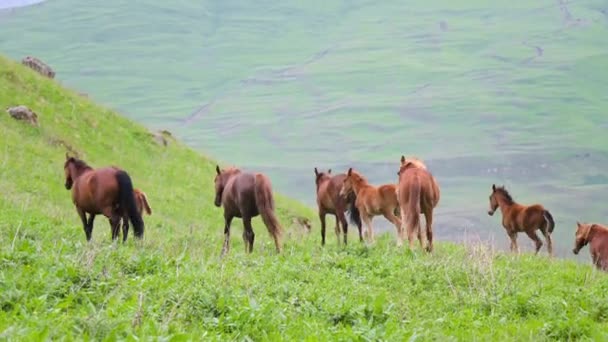 Un petit troupeau de chevaux sauvages paissent sur un pâturage avec de l'herbe verte dans une zone montagneuse. poulains et chevaux adultes dans le pâturage — Video