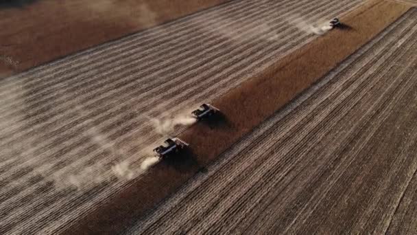 Traktorerntemaschine von oben führt Sonnenblumenernte auf dem Feld durch. Produktion von Samen und Sonnenblumenöl — Stockvideo