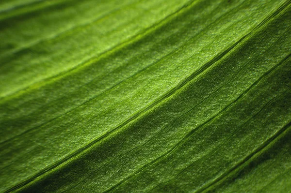 Un primer plano de una hoja verde de una planta en macrofotografía que muestra las células y la estructura de la planta verde. Foco selectivo fondo batánico — Foto de Stock