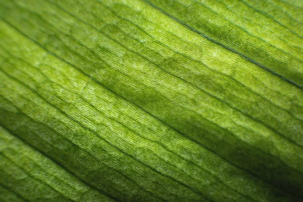 Zbliżenie linii struktury zielonych liści w ujęcie makro. Naturalne tło zieleni w płytkiej głębi pola — Zdjęcie stockowe