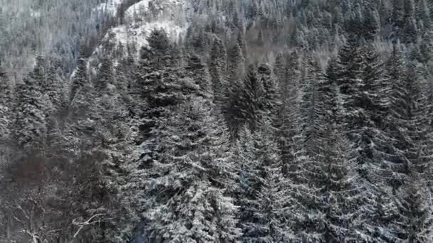 Letecký pohled na zasněžené stromy a jehličnatý les v zimním období za oblačného dne. Krásný zasněžený borový les v zimě, bezpilotní záběry. Orientace: .Snowy les a hory — Stock video