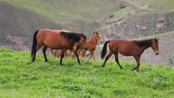 Un petit troupeau de chevaux sauvages paissent sur un pâturage avec de l'herbe verte dans une zone montagneuse. poulains et chevaux adultes dans le pâturage — Video