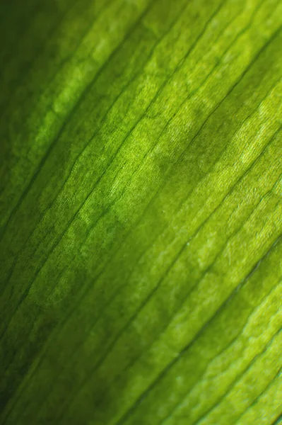 Primer plano de la línea de estructura de la hoja verde en macro shot. Fondo de vegetación natural en poca profundidad de campo — Foto de Stock