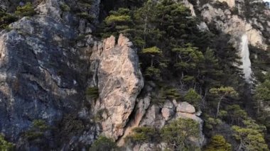 Dağlarda ardıçla kaplı kayalık bir duvarın havadan görünüşü. İskoçya 'da nesli tükenmekte olan nadir bir bitkinin görüntüleri.