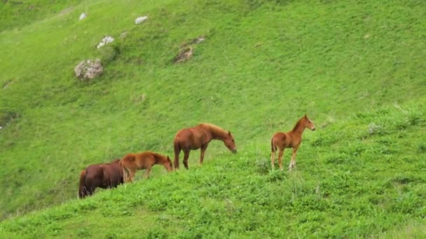 Egy kis barna csikó körülvéve csordájával és anyjával egy zöld hegyi legelőn a hegyekben. — Stock videók