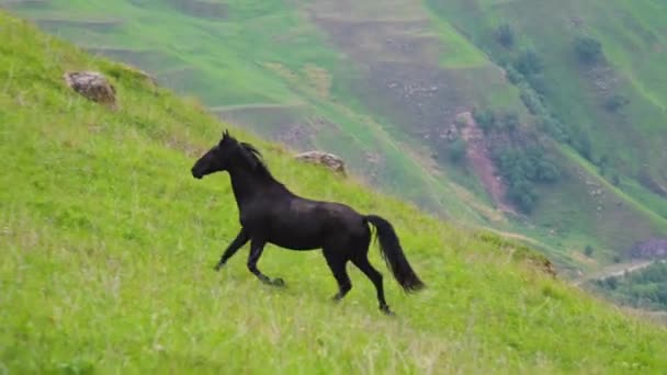 Seekor kuda jantan dewasa penyendiri hitam gallops menanjak melalui padang rumput gunung yang tinggi terhadap latar belakang pegunungan. Hitam liar kuda laki-laki dalam lingkungan alam — Stok Video