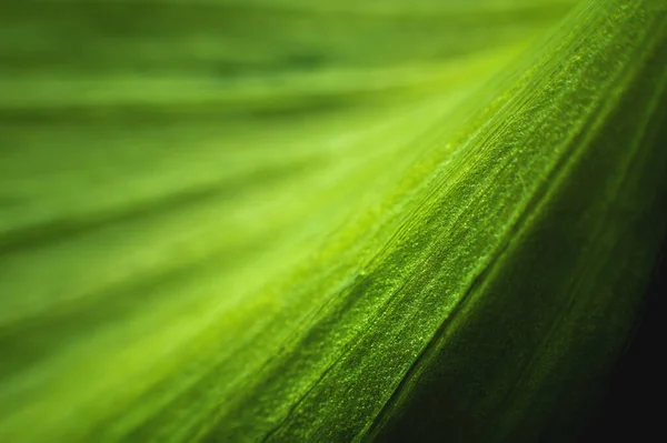Κοντινό πλάνο της πράσινης γραμμής δομής φύλλων σε μακρο πλάνο. Φυσικό πράσινο φόντο σε ρηχό βάθος πεδίου — Φωτογραφία Αρχείου