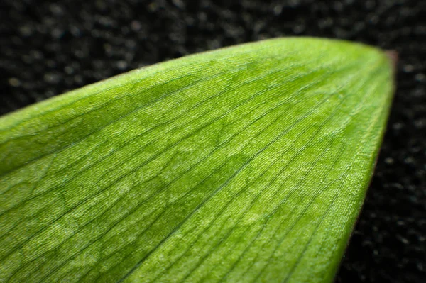 Κοντινό πλάνο πράσινου φύλλου φυτού σε μαύρο φόντο. Βοτανικό υπόβαθρο μακρο φωτογραφίας — Φωτογραφία Αρχείου