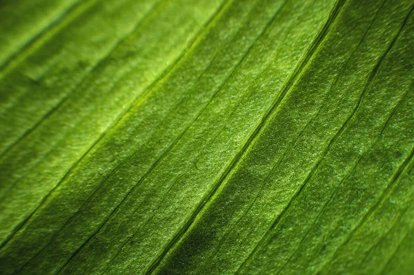 Primer plano de la línea de estructura de la hoja verde en macro shot. Fondo de vegetación natural en poca profundidad de campo — Foto de Stock