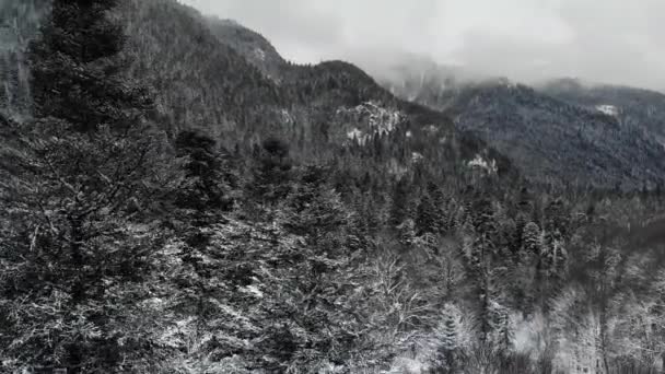 Kış ormanı alçak bulutlar kozalaklı orman manzarası arka plandaki ağaçlar karla kaplı dağ vadisinin sakin manzarasını gezerler. Alçaktan uçan dron — Stok video