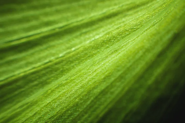 Un primer plano de una hoja verde de una planta en macrofotografía que muestra las células y la estructura de la planta verde. Foco selectivo fondo batánico — Foto de Stock