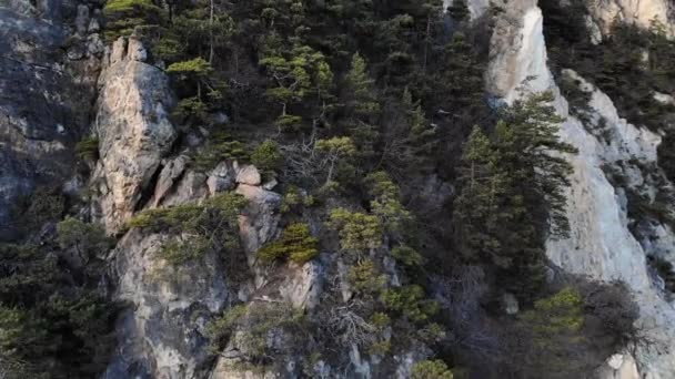 Вид з повітря на кам'янисту стіну в горах, вкриту ялівцем. Кадри рідкісної зникаючої рослини в високогір'ї — стокове відео