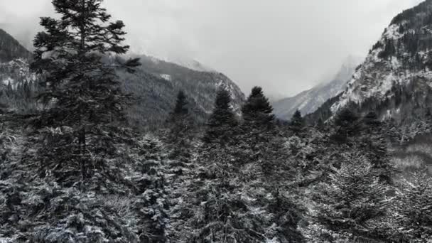 冬の森低雲針葉樹林空中ビューの木の風景背景雪に覆われた木と山の谷の旅行穏やかな風景。低空飛ぶドローン — ストック動画