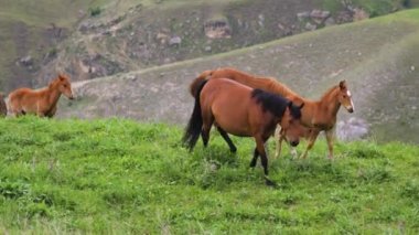 Küçük bir vahşi at sürüsü dağlık bir alanda yeşil çimlerle otlar. Çayırda taylar ve yetişkin atlar..