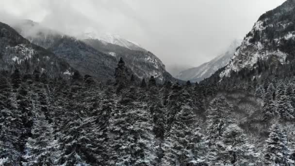 Vinterskog Luftutsikt Kameran Flyger Till Snötäckta Bergen Rakt Igenom Trädtopparna — Stockvideo