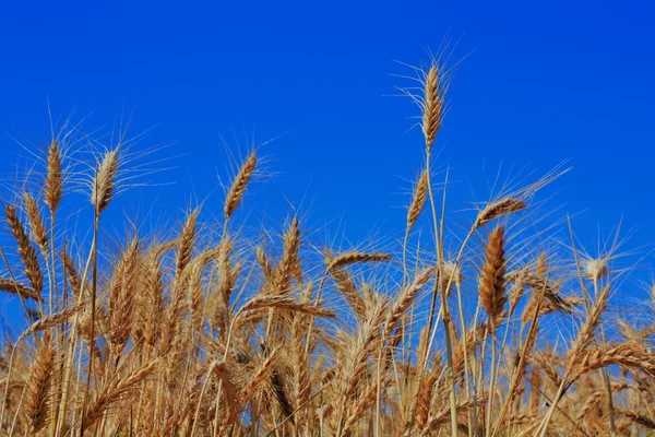 Wheat in sky — Stock Photo, Image