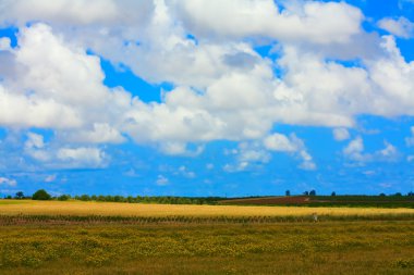 buğday alanı İsrail