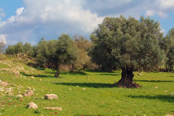 Olive grove в Ізраїлі — стокове фото