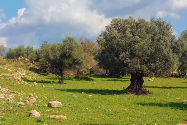 Olivlunden i israel Stockbild