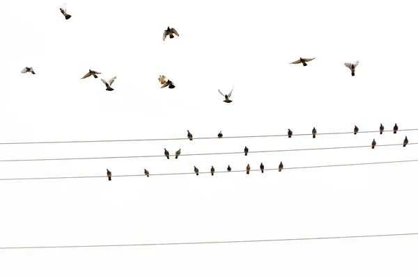 Birds on wires Stock Picture