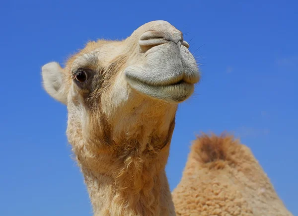 Smiling camel looking in lens Stock Image