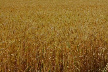 Sadece alan buğday