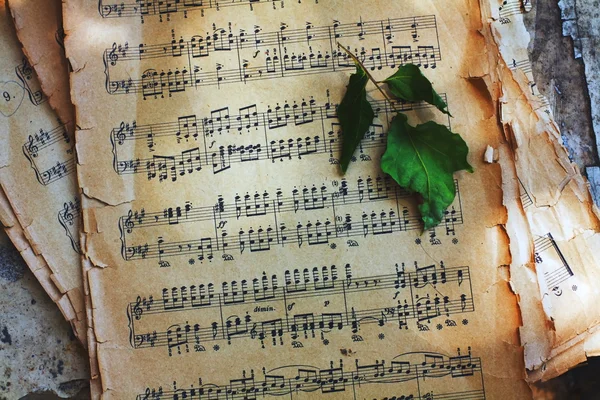 Sheet music and green leaf — Stock Photo, Image