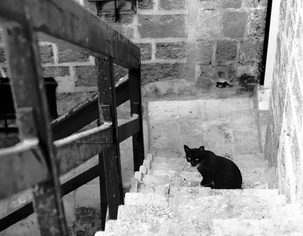 Eski jaffa içinde kara kedi — Stok fotoğraf