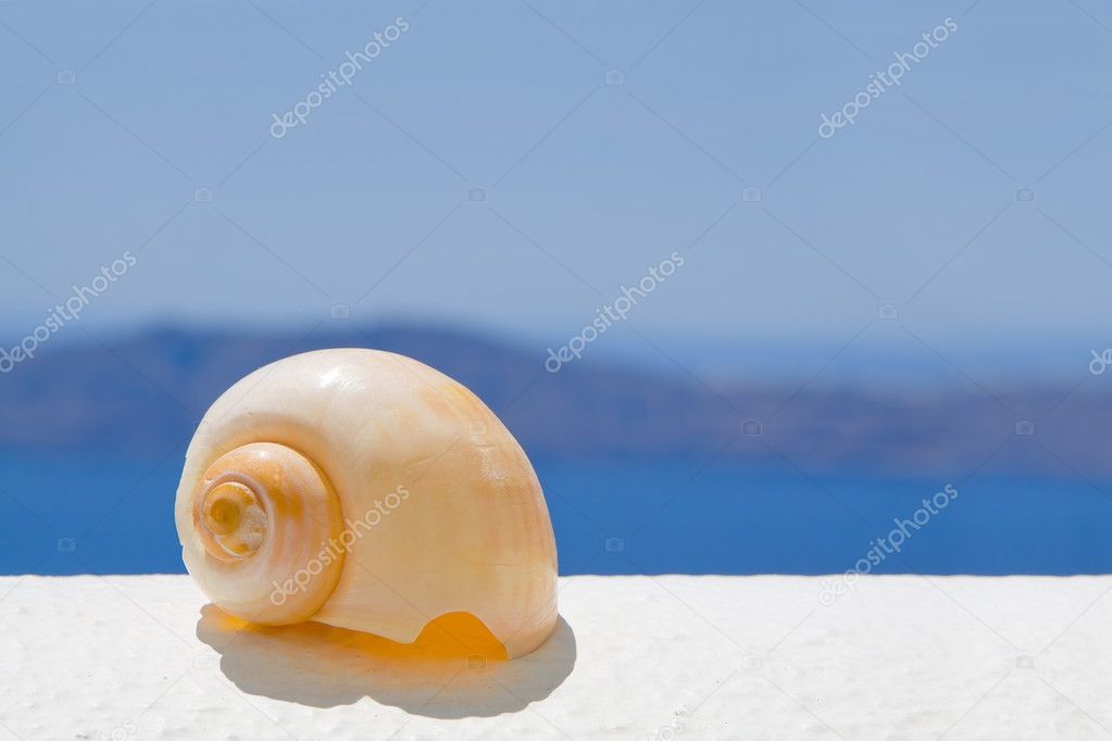 Seashell in the Sun